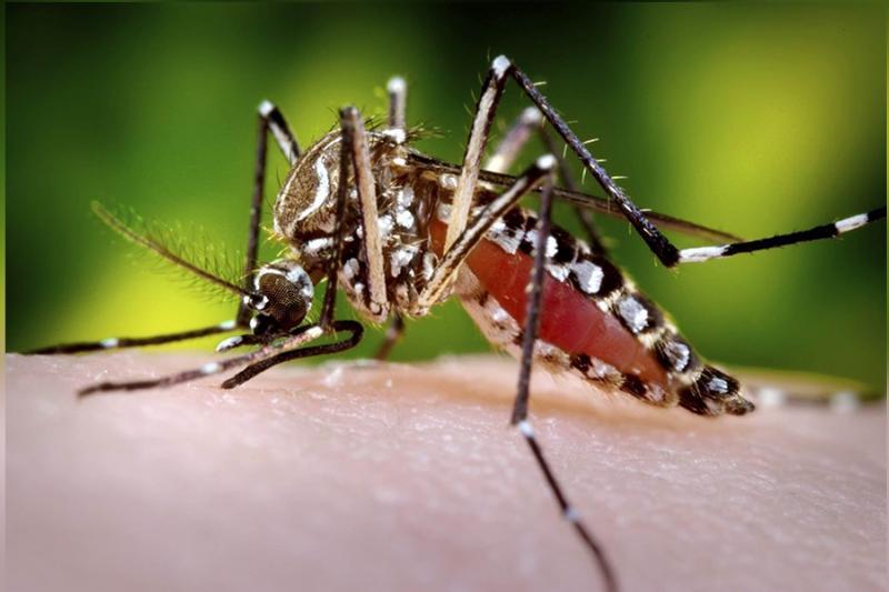 Dengue síntomas cuidados Melgar y municipios del Tolima donde se disparó